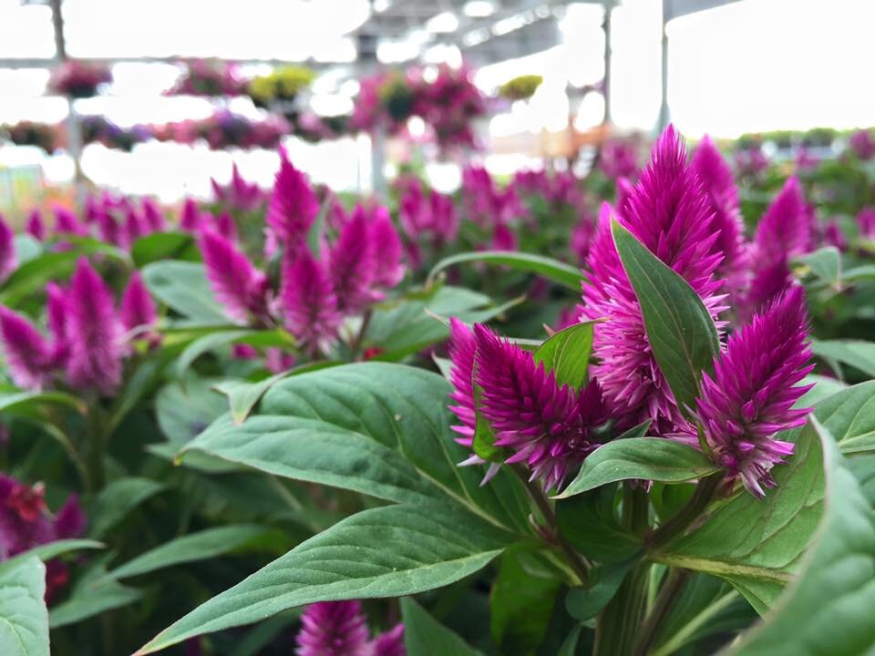 Celosia