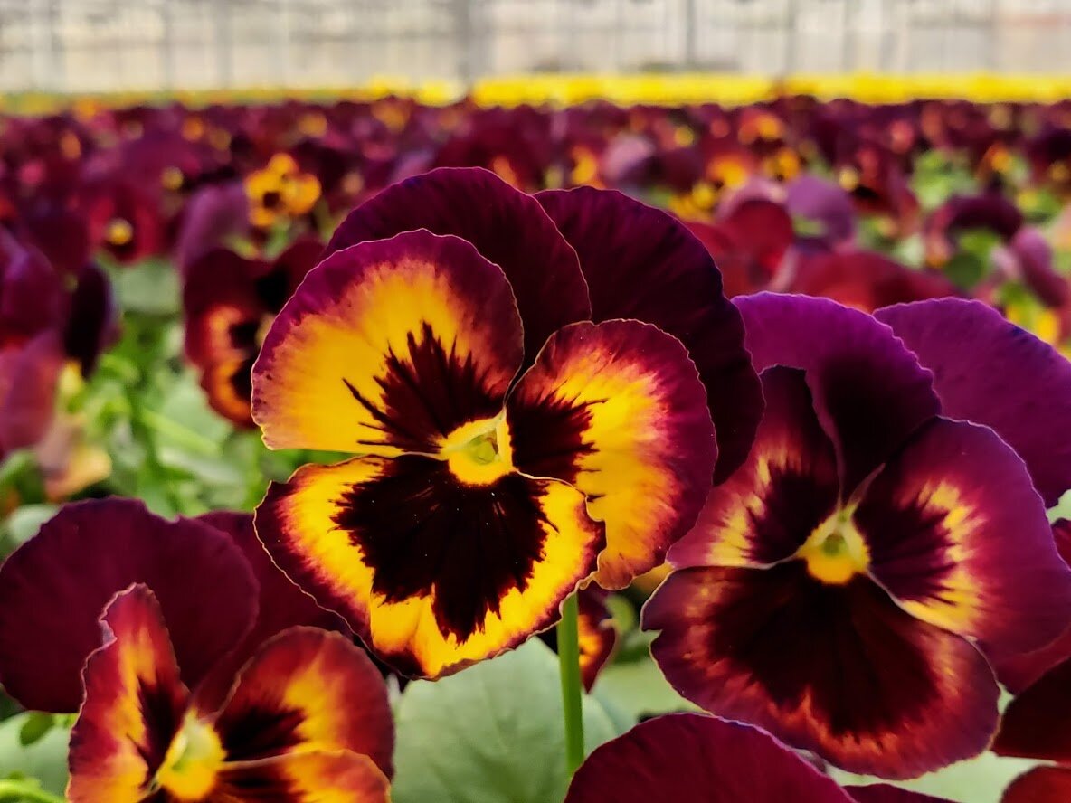 Pansies