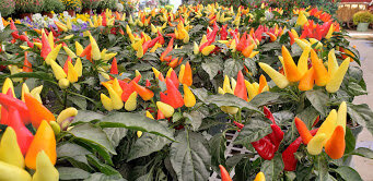 Ornamental Pepper