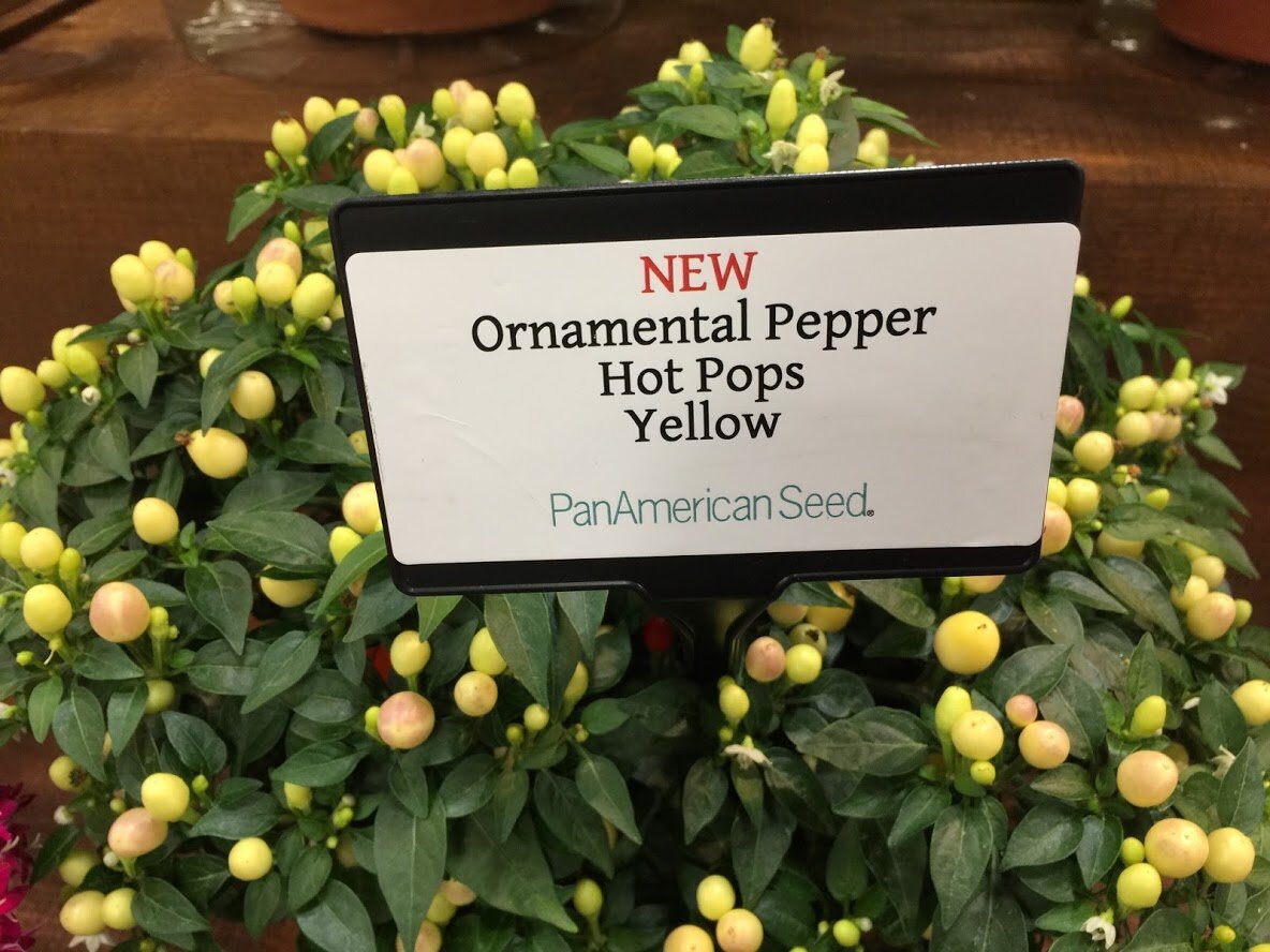 Ornamental Pepper