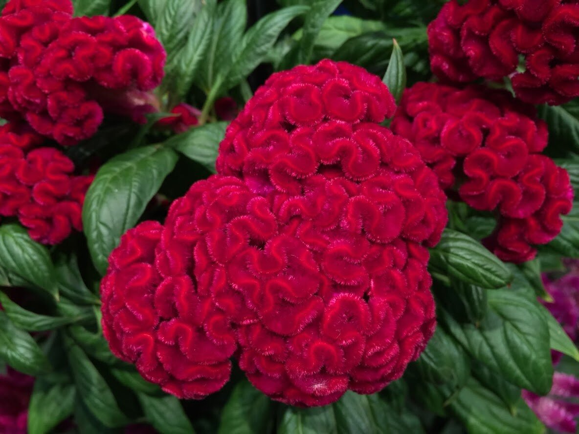 Celosia