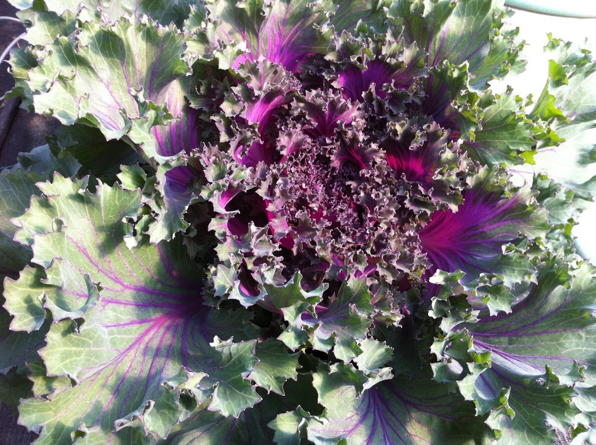 Ornamental Cabbage