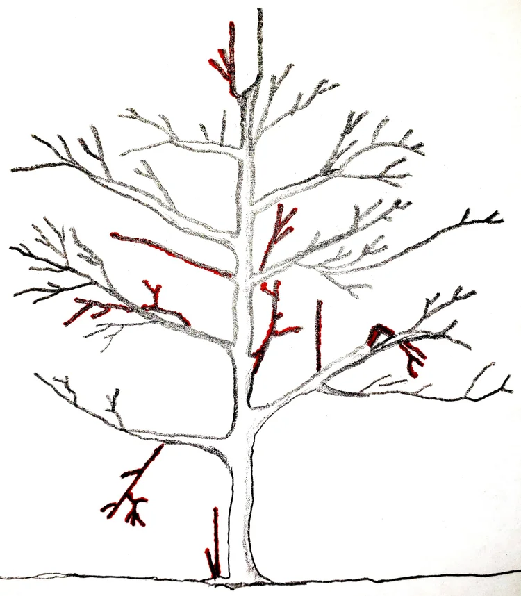 Pruning Young Trees — Bob's Market and Greenhouses