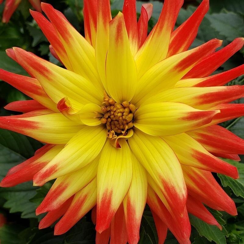 Bicolor