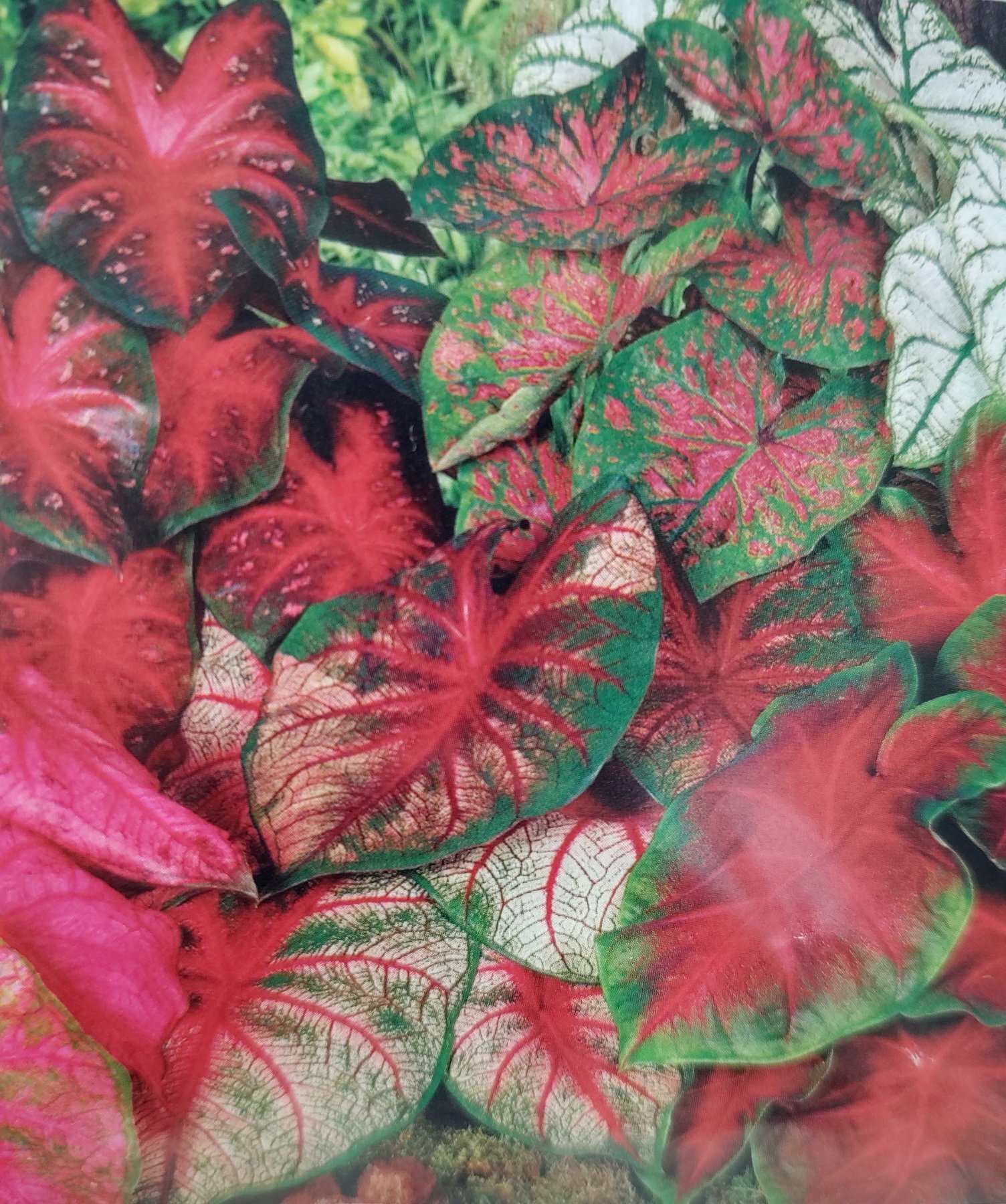 Caladium (Assorted)