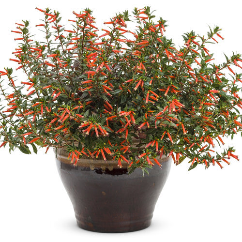 Cuphea Vermillionaire