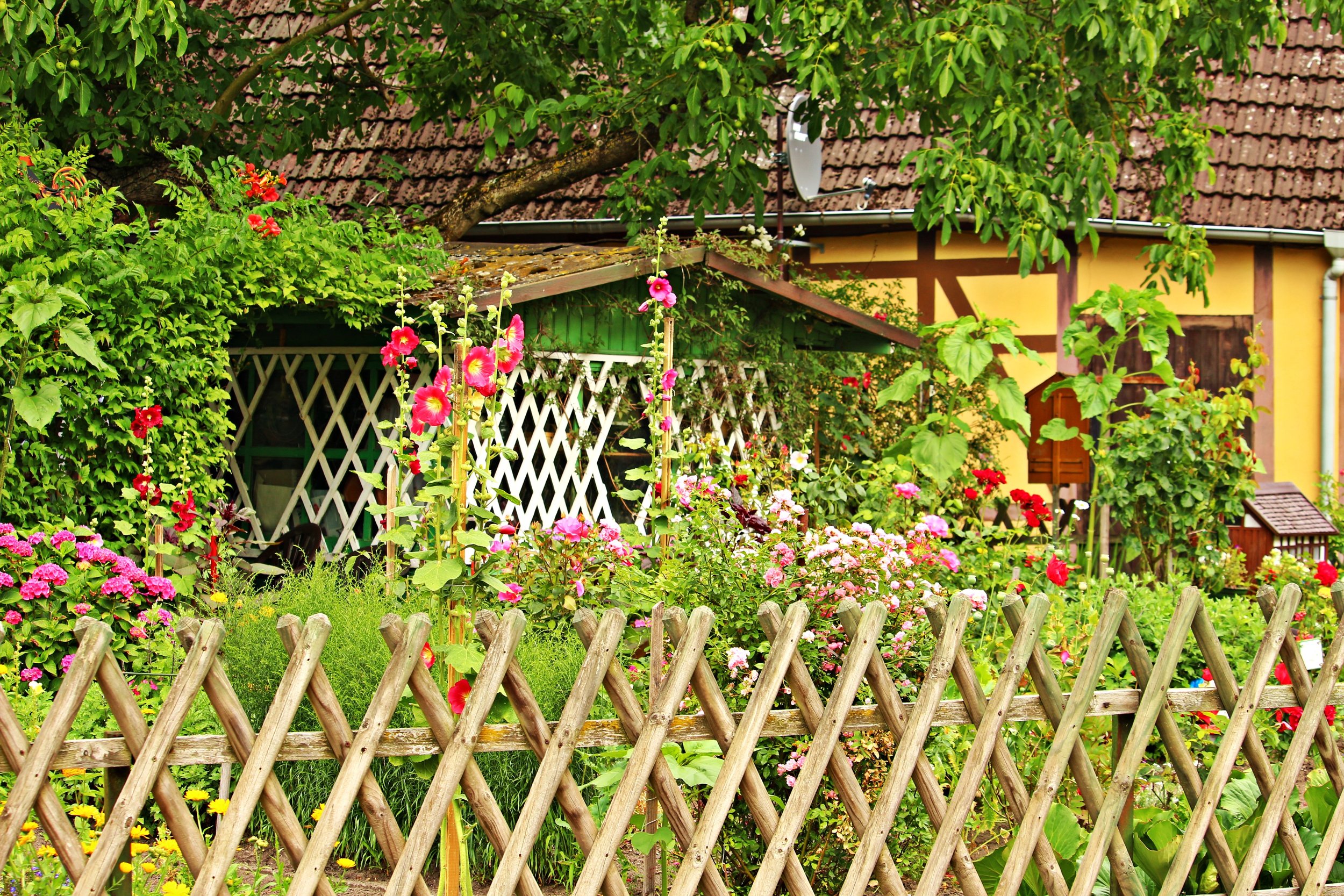 nature-fence-plant-lawn-flower-summer-572222-pxhere.com.jpg