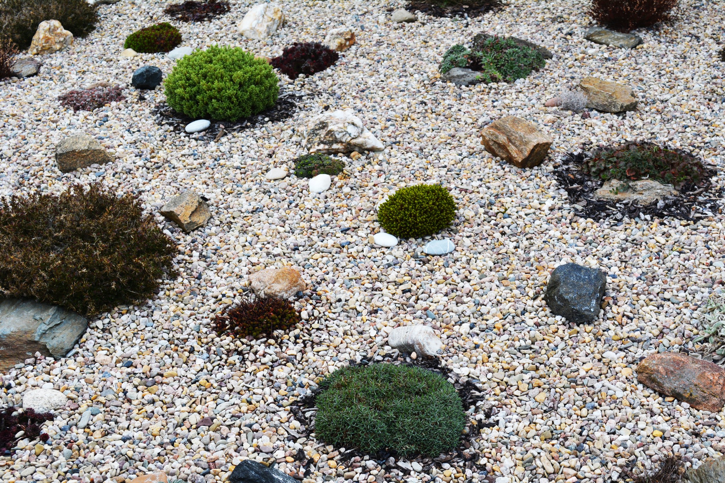 rock-plant-ground-flower-moss-decoration-851089-pxhere.com.jpg
