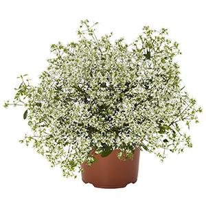 Euphorbia Stardust Super Flash