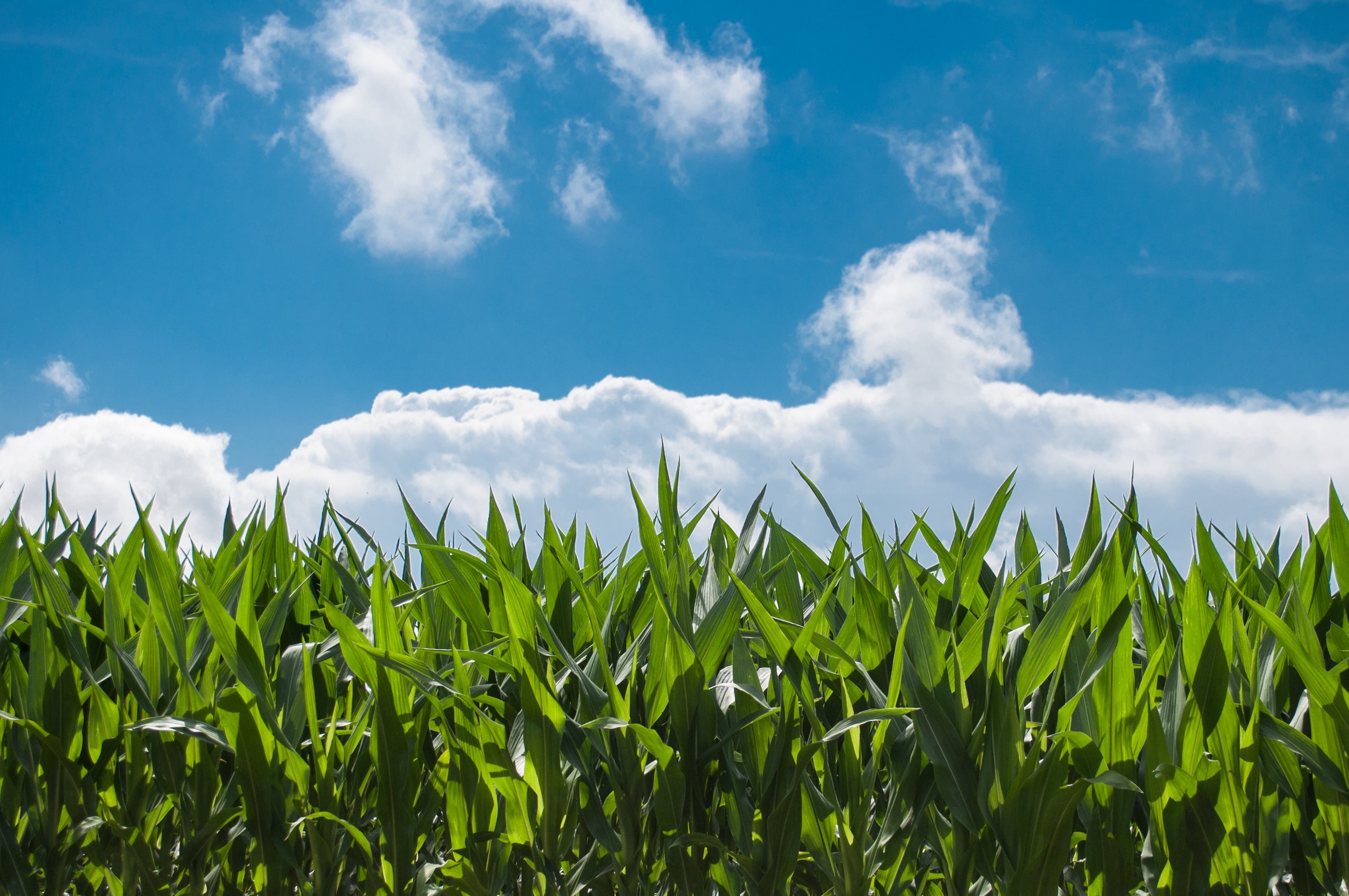 Knee High By The Fourth of July
