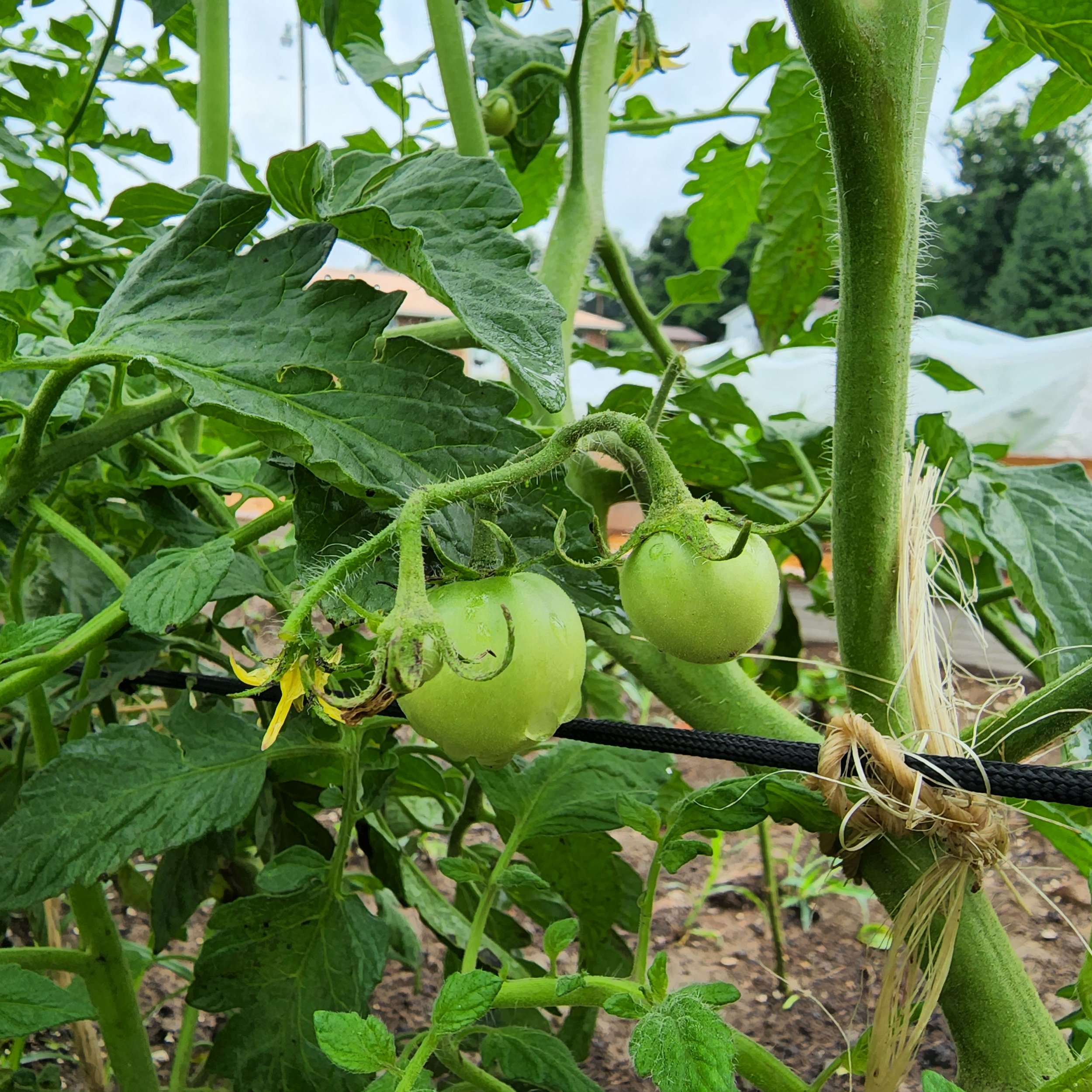Diagnosing and Treating Summer Garden Problems
