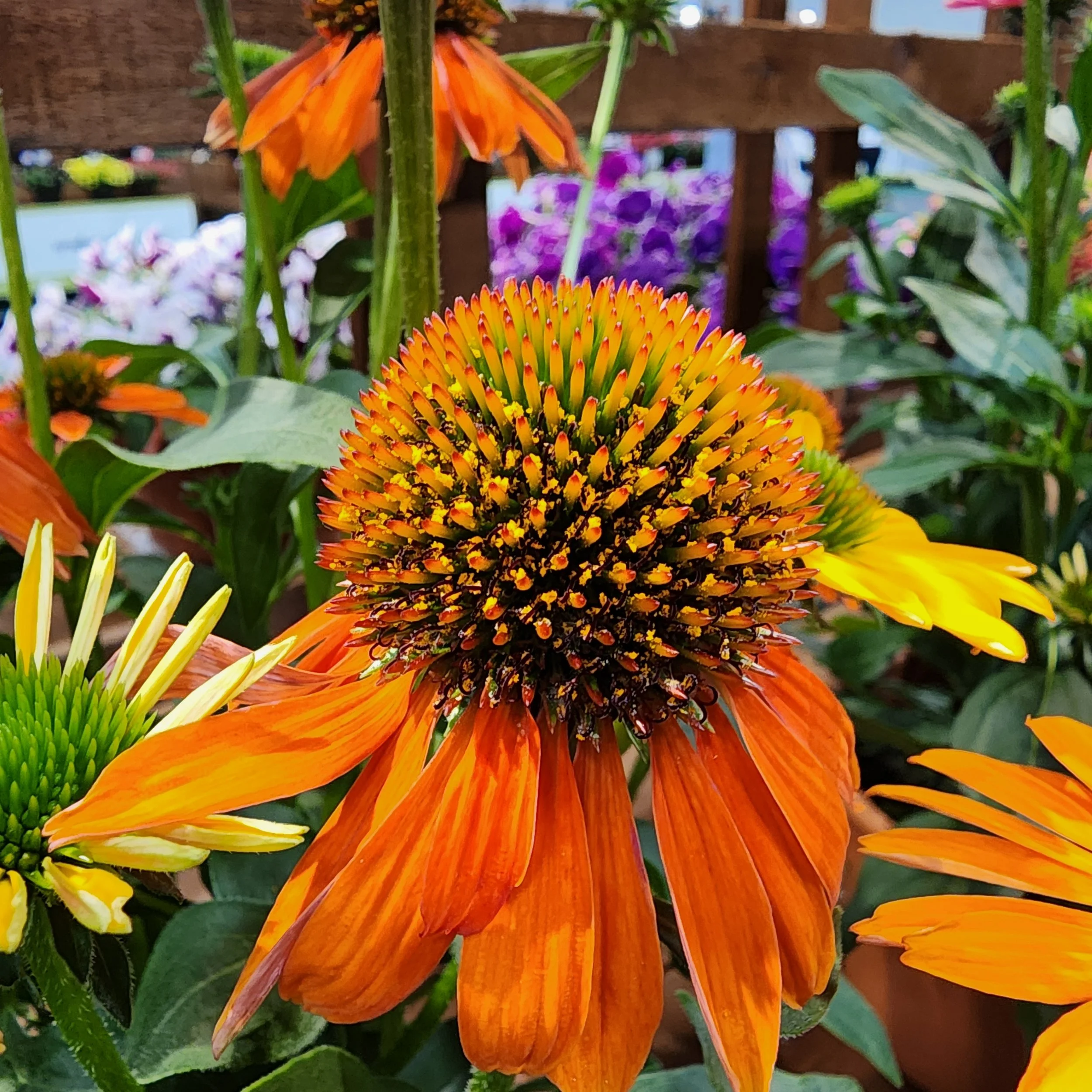 20250714_123755.jpg