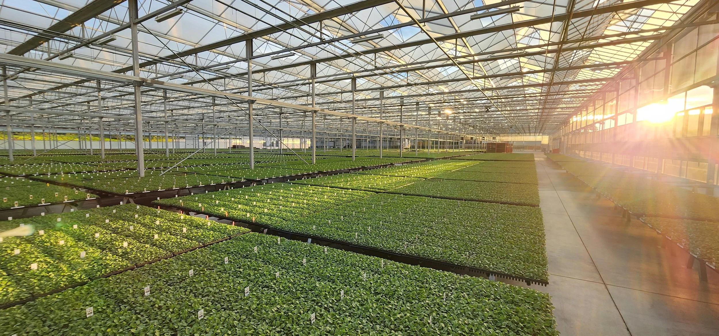 The First Spring Plants