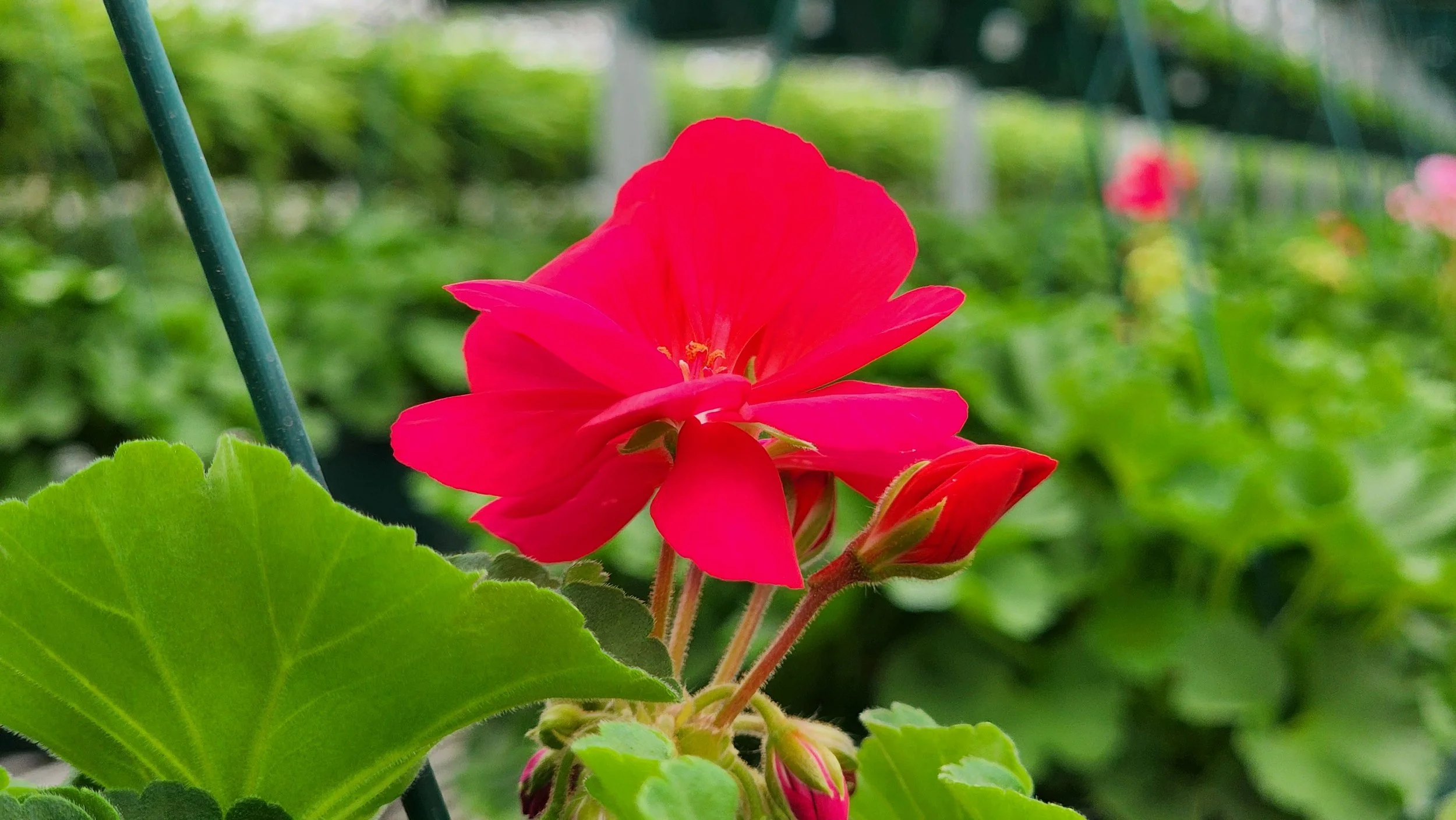 Transplanting Geraniums