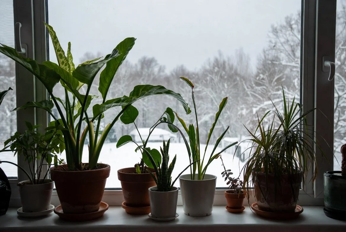 Keeping Your Houseplants Happy in the Winter