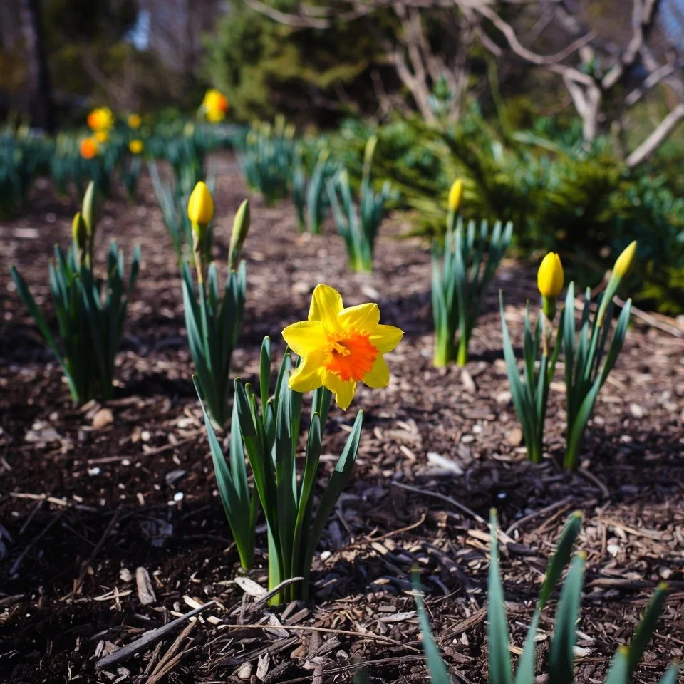 Spring Mulching Tips