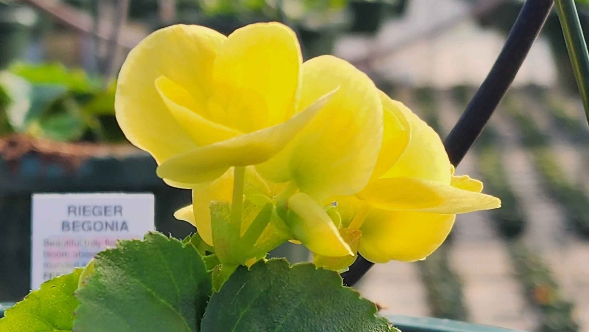 Athens Garden Club Tour