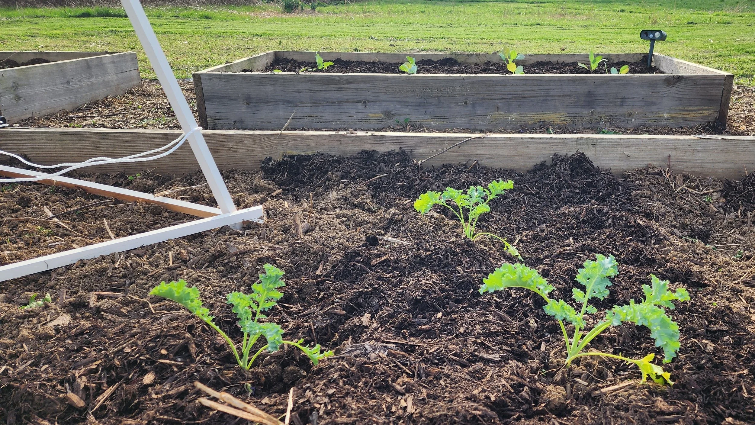 Spring Garden Planting