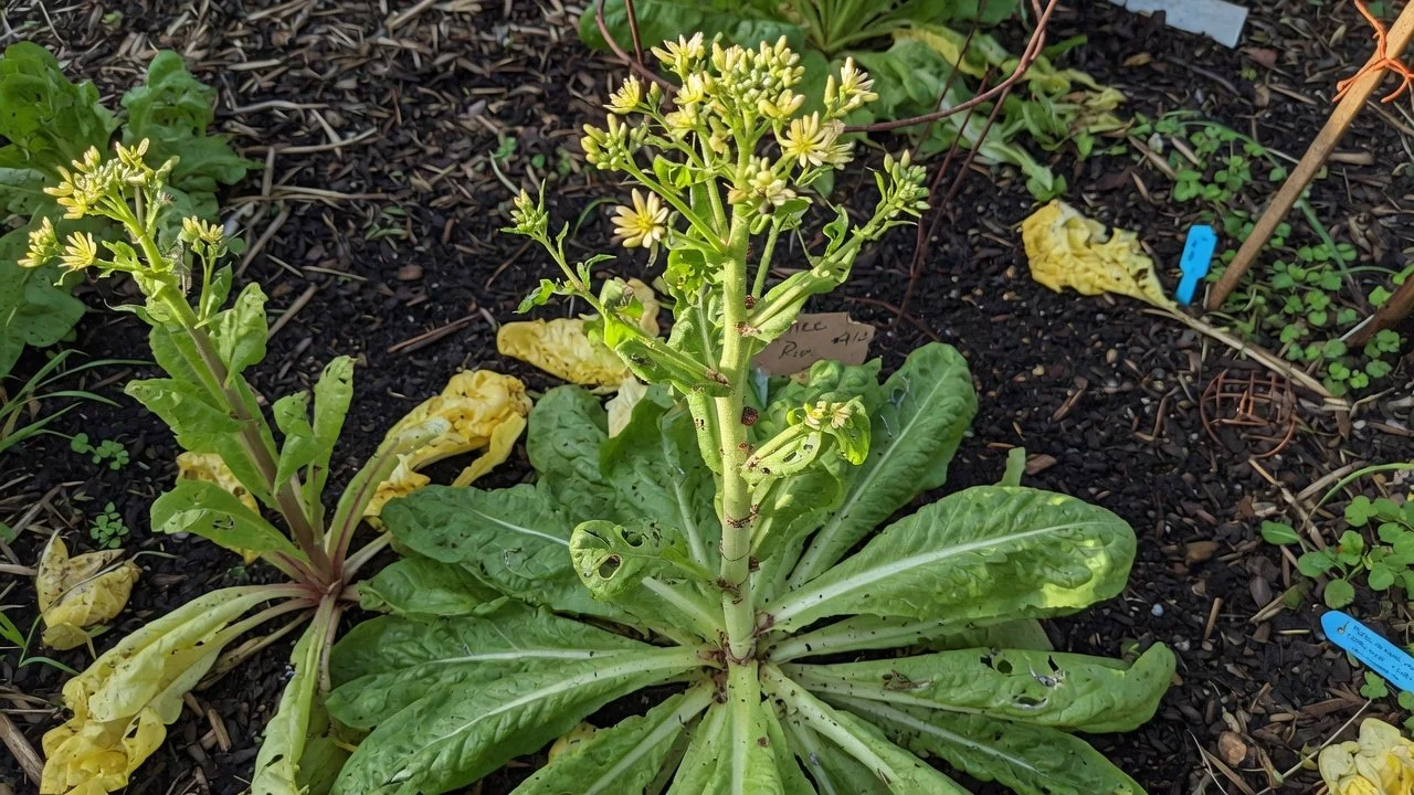 Spring Bolts to Summer Bounty