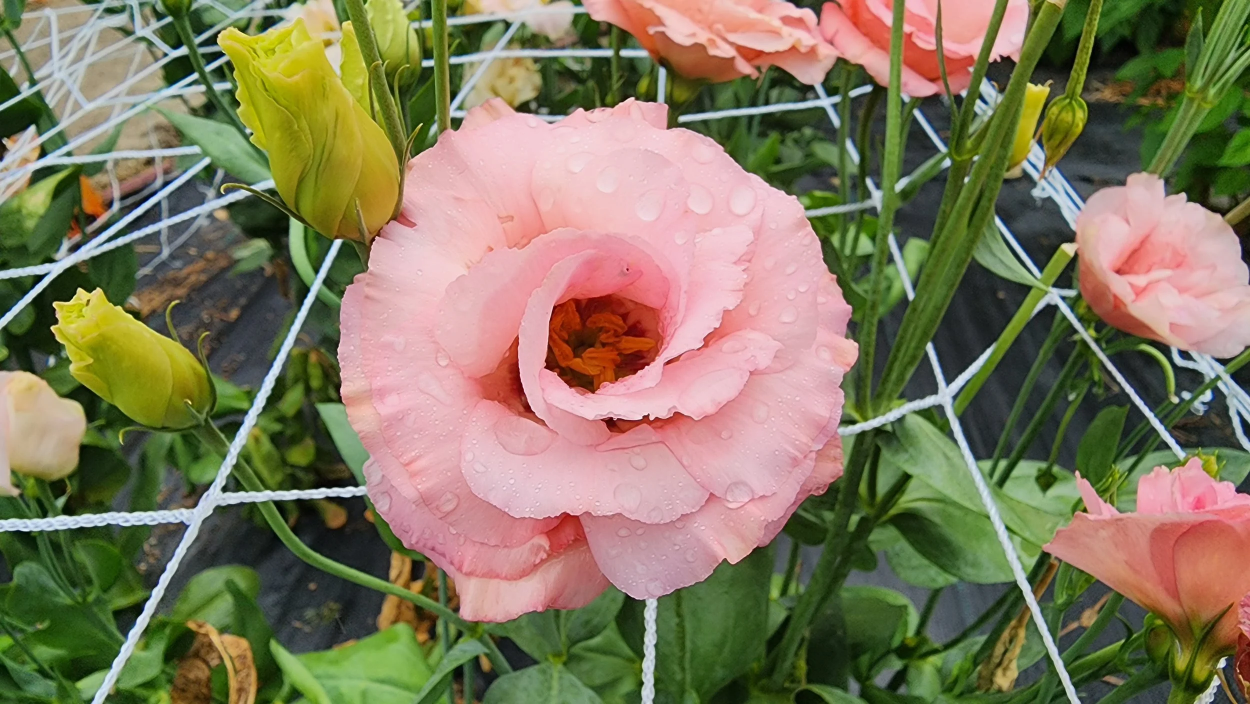 2026 Garden of The Year