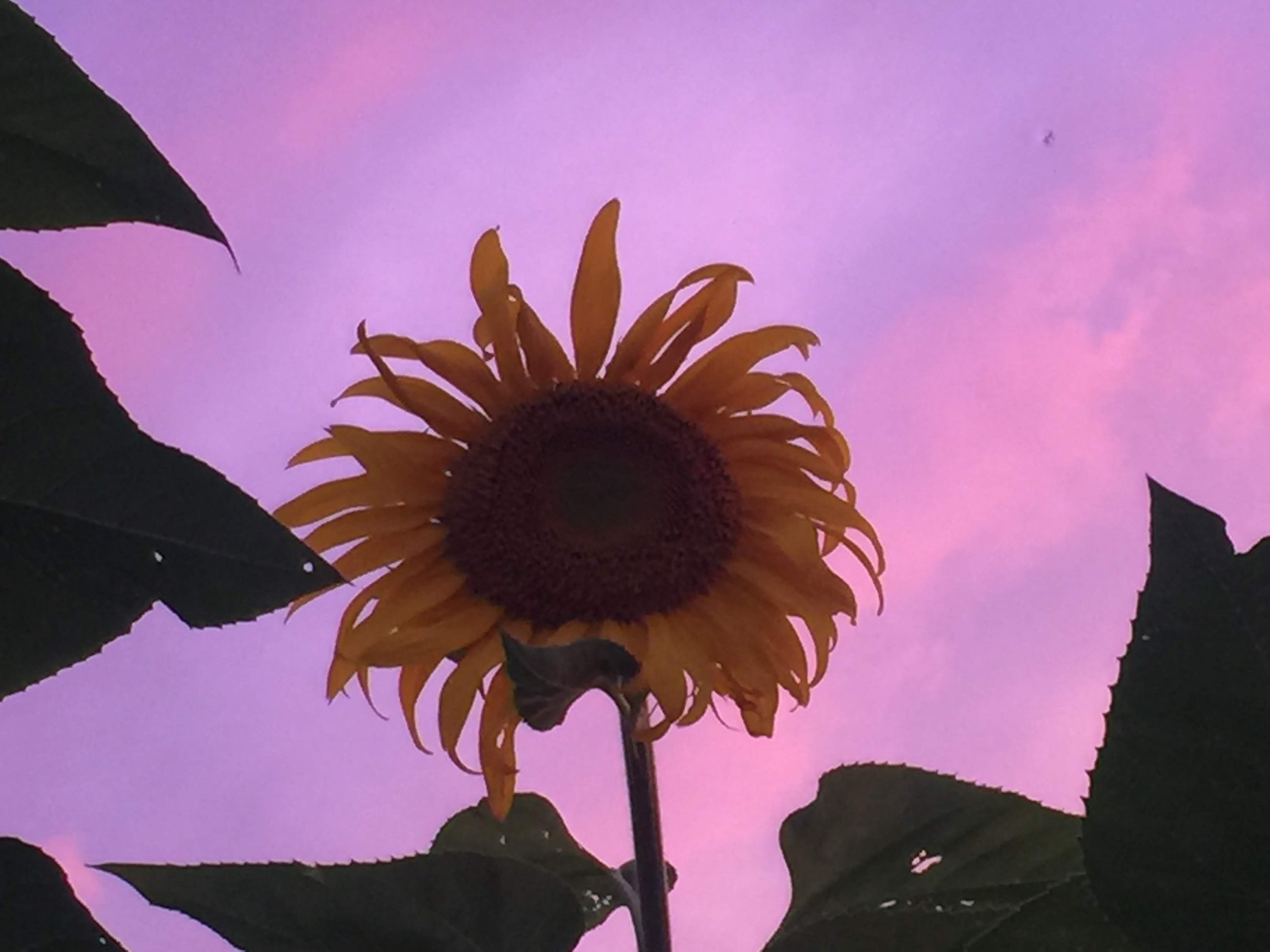 The Great August Garden Reset