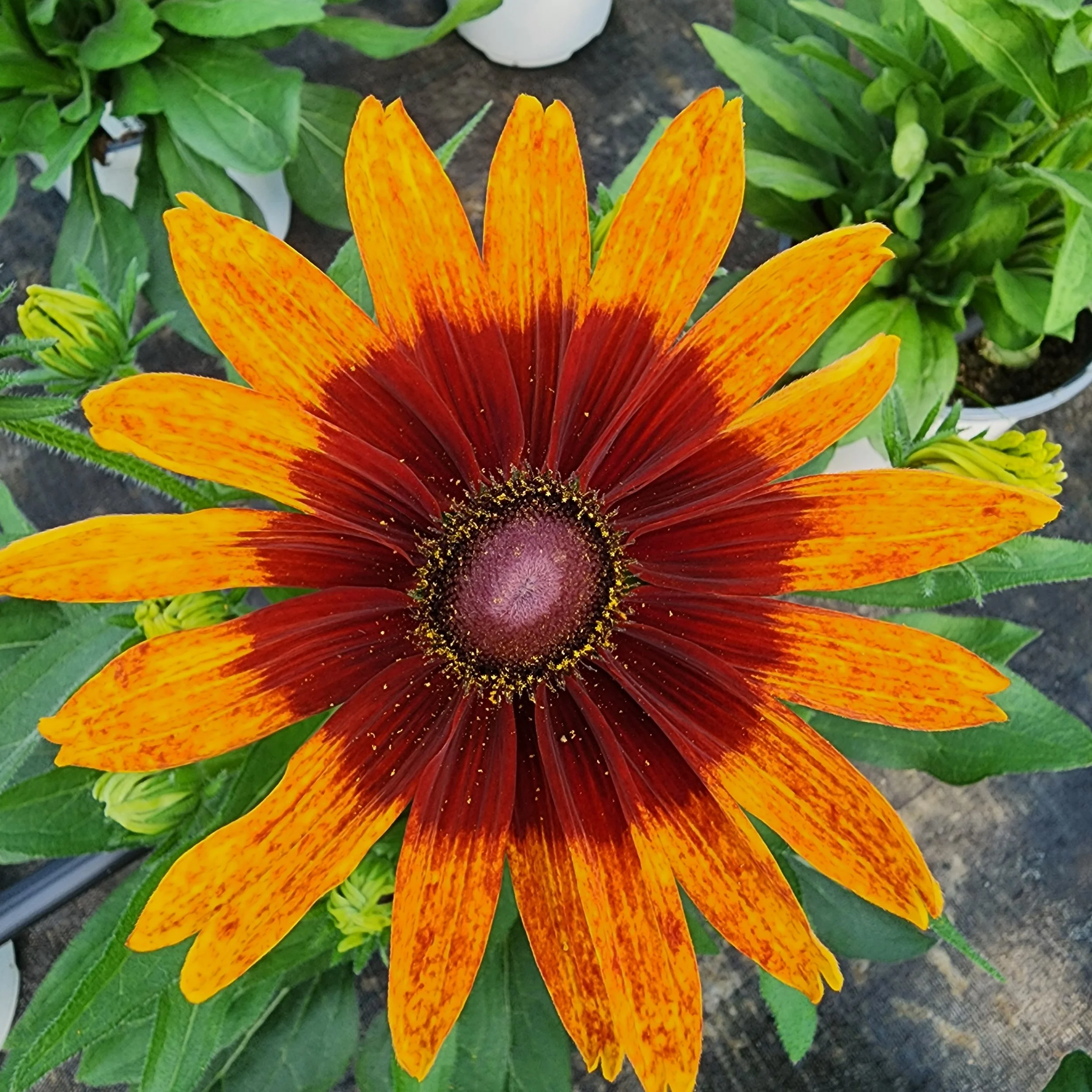 8.29.26 - Keep Harvesting