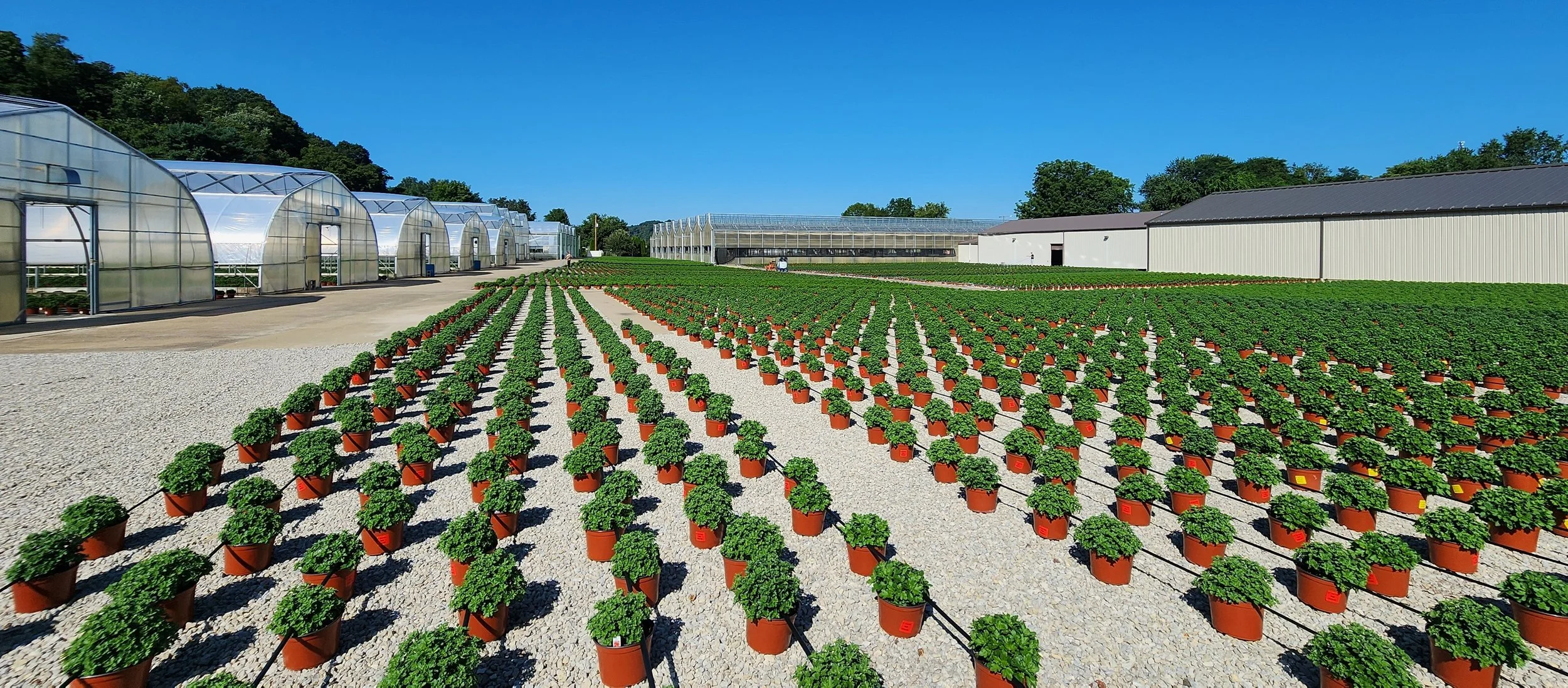 A large greenhouse with rows of potted mums in a gravel-covered area under a clear blue sky.