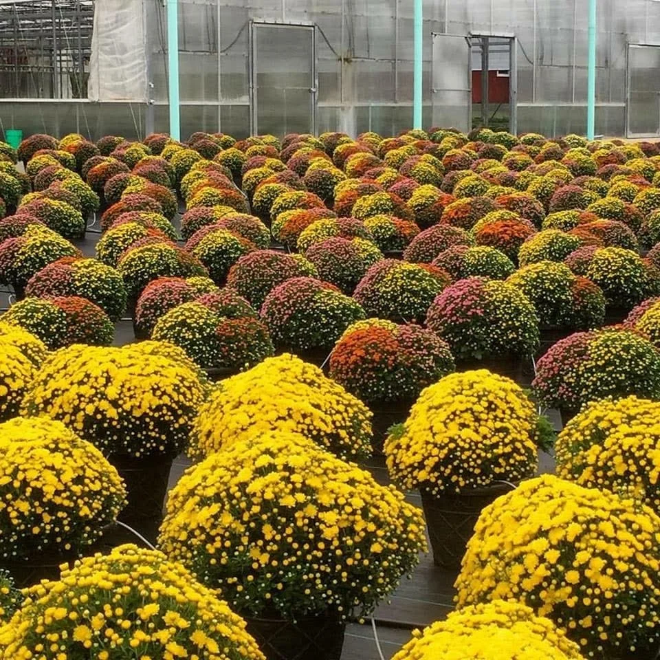 12 Inch Tri-Color Mums