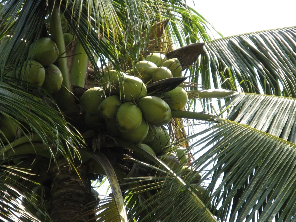 coconuts.jpg