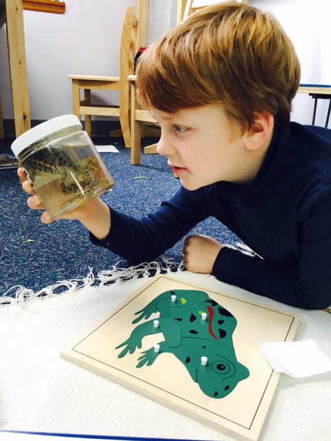 Student studying a frog