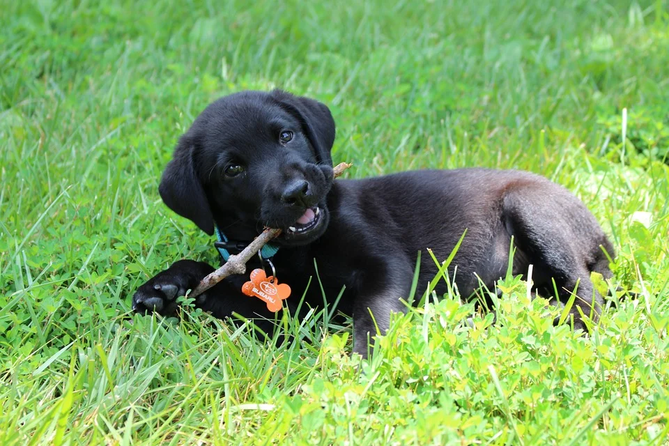 puppy-637784_960_720.jpg