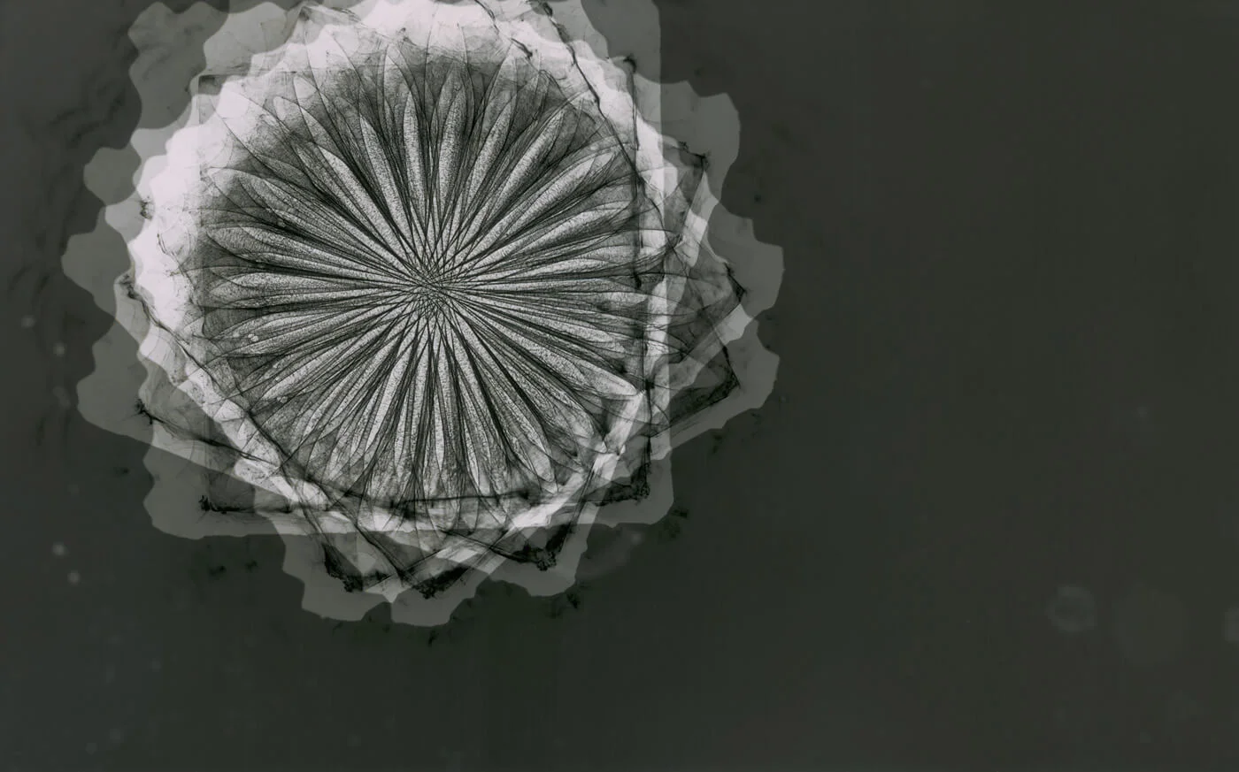 Inner structure No II; 2016 digital resin print, edition of 5 28 x 37cm framed 20.7 x 25.8cm unframed POA