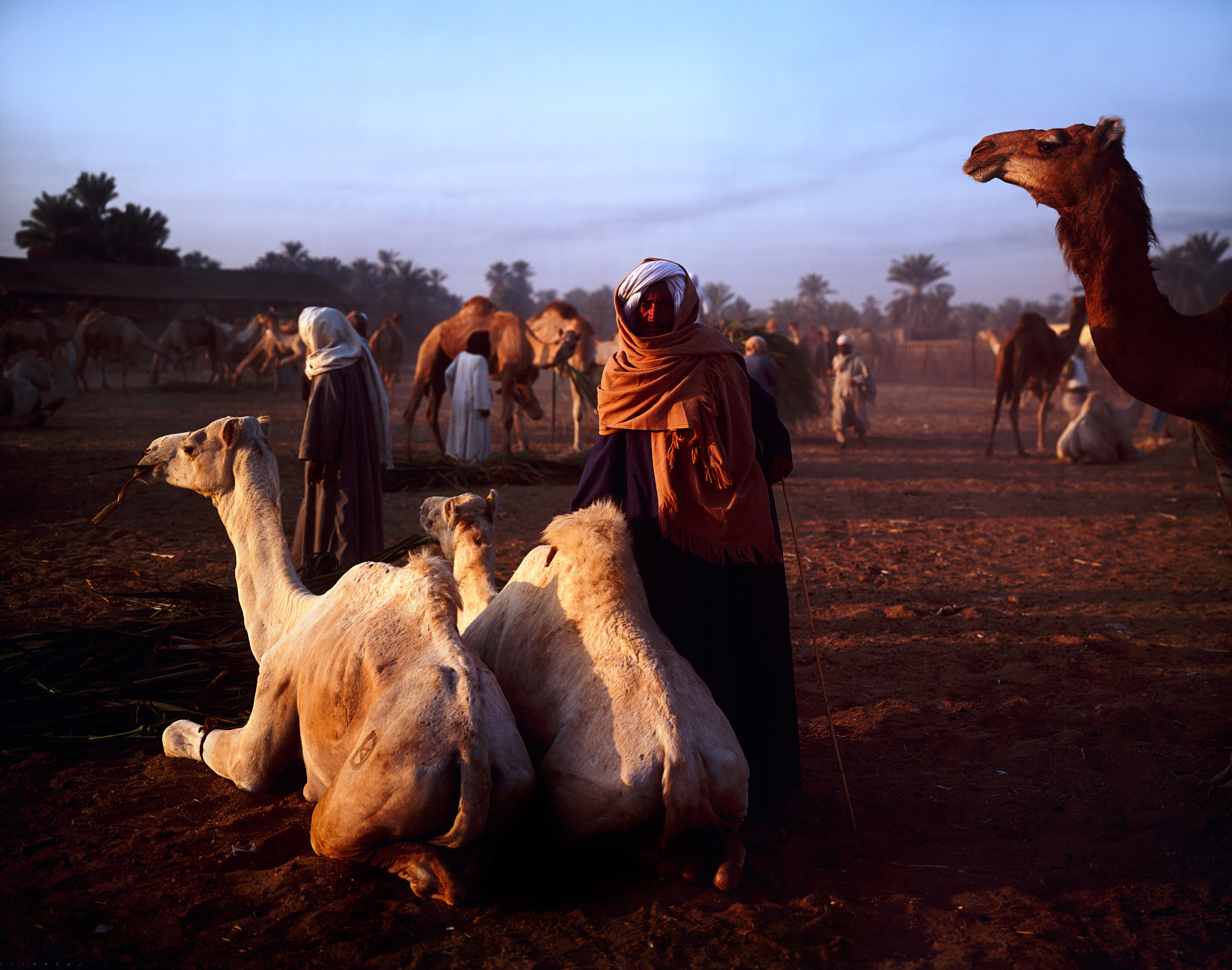 Darawa Camel Market, Egypt.