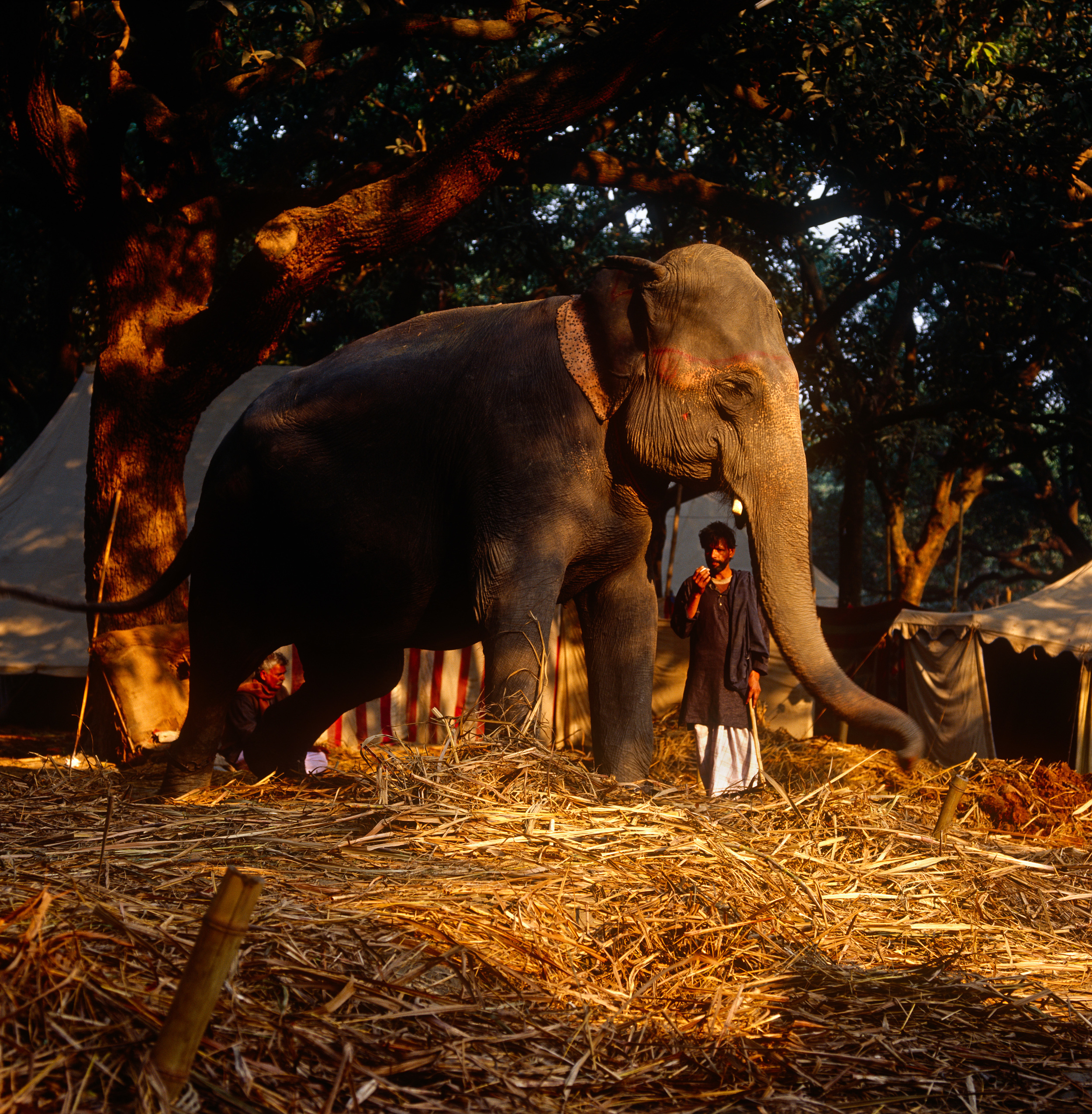 Sonnepur Mela, Bihar