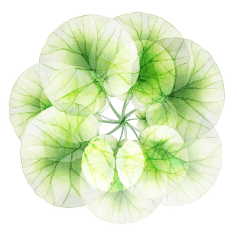 Circles of Connection Online Group