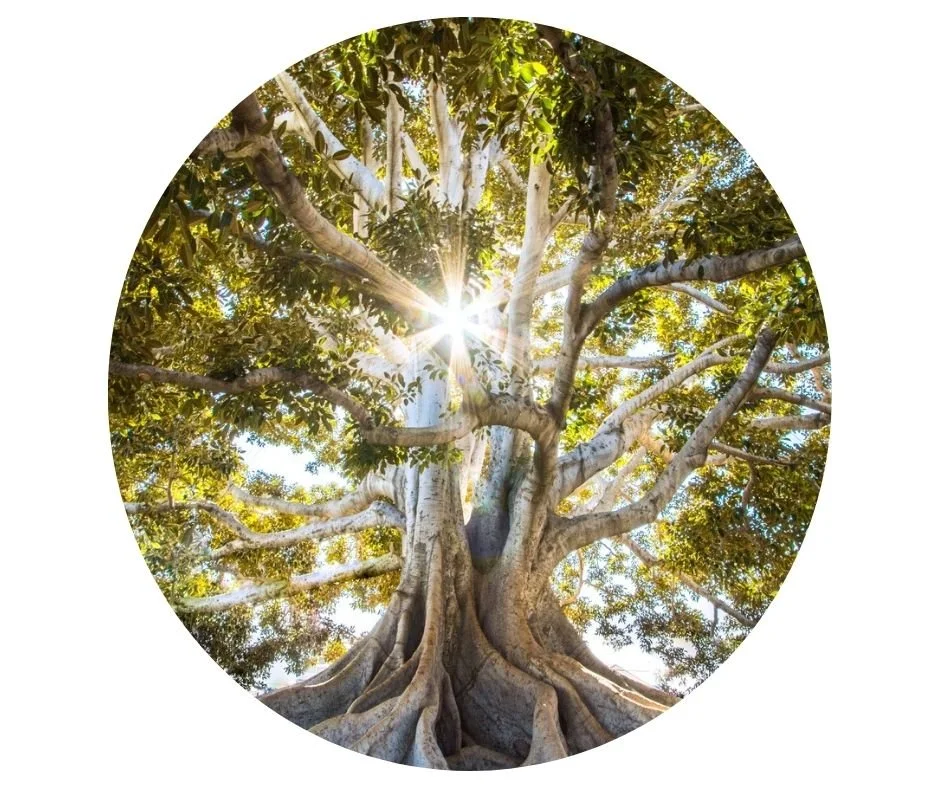 Connection - A retreat with David and Yasia