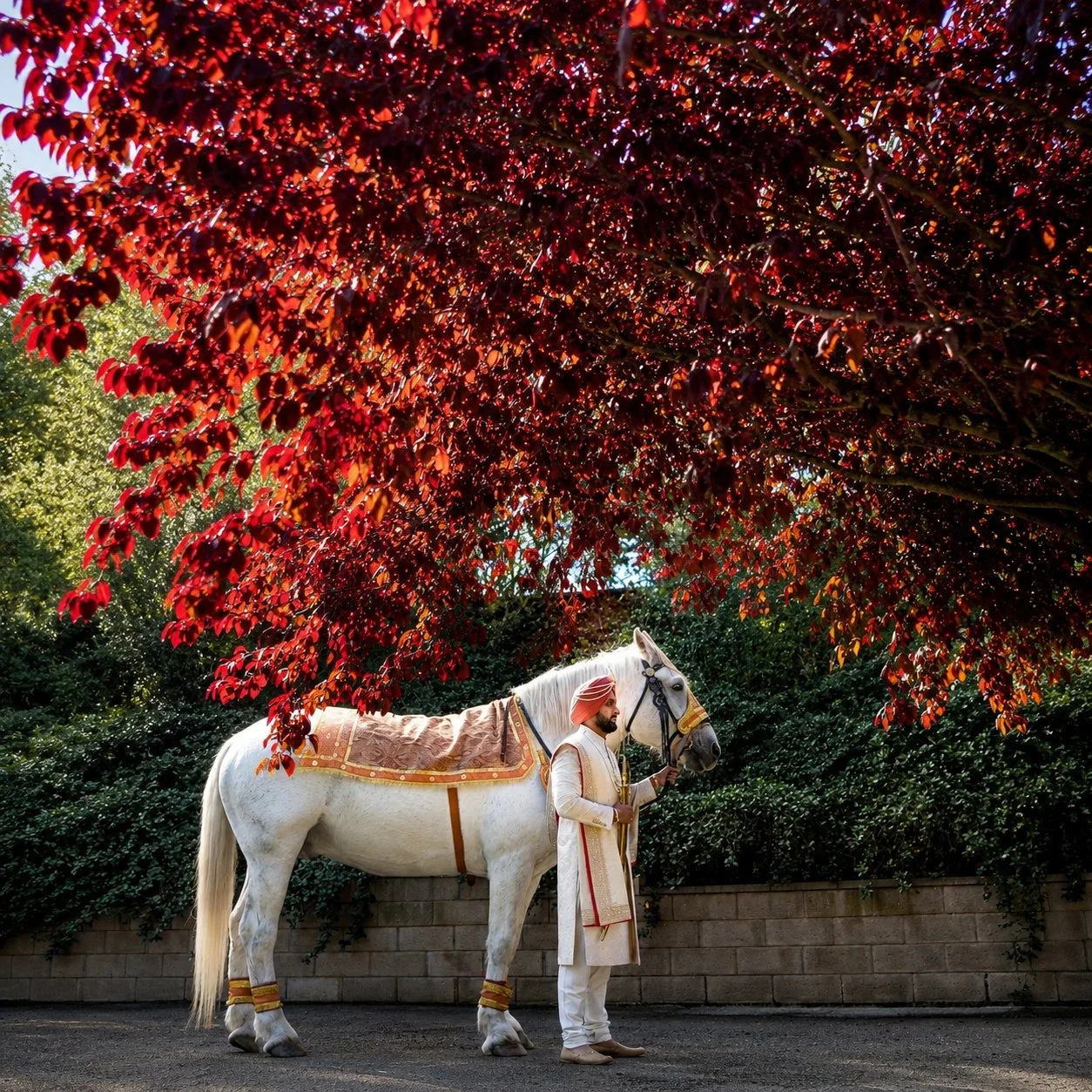 14_groom_white_horse_red_tree.jpg
