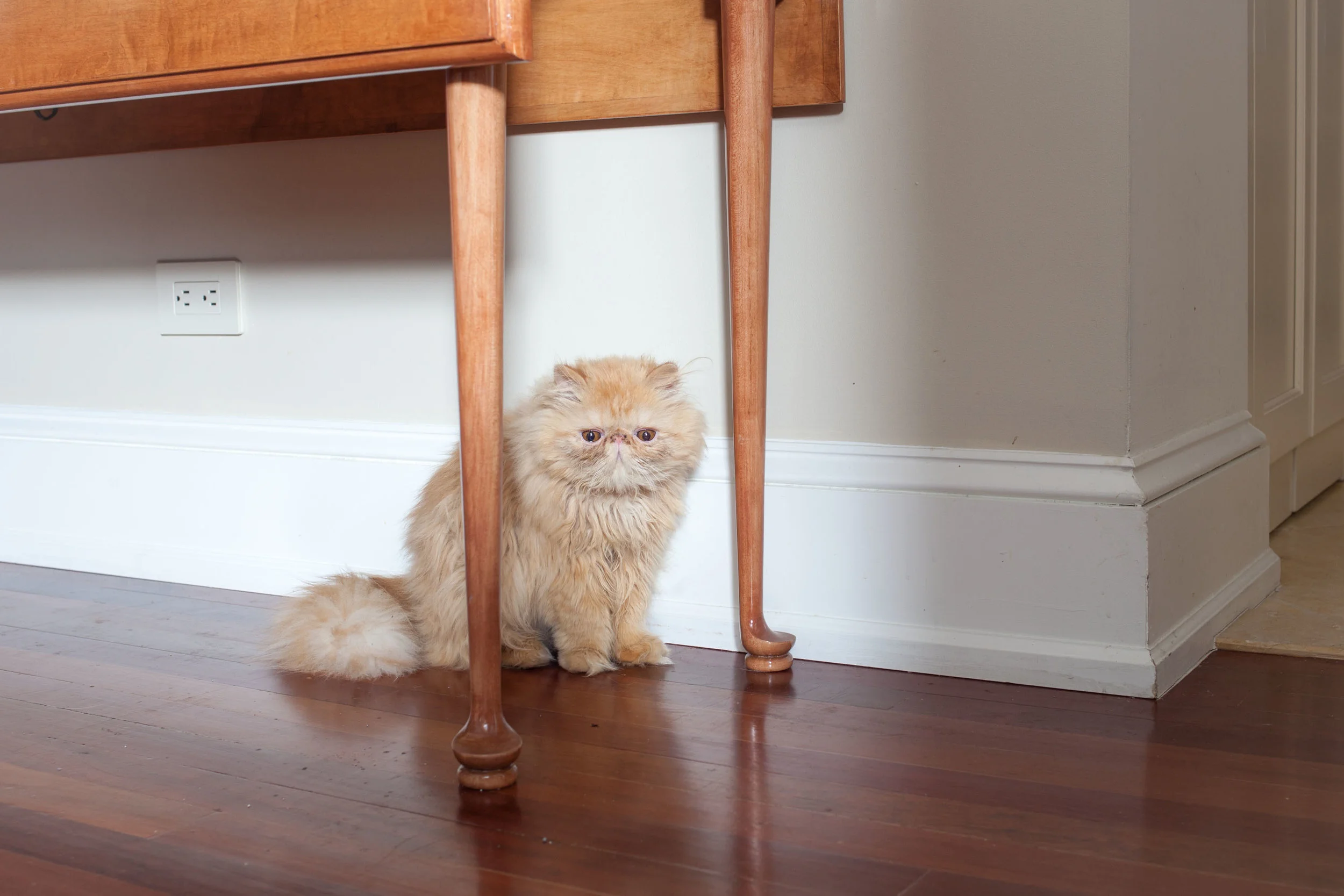 Sharkmuffin_UWS_0005.jpg