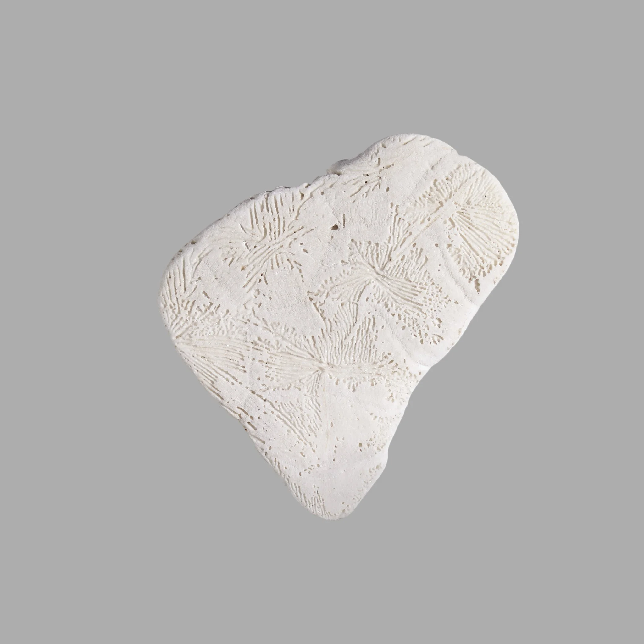 Shells_and_Fossils_0220_TIP_tortoise_shell.jpg