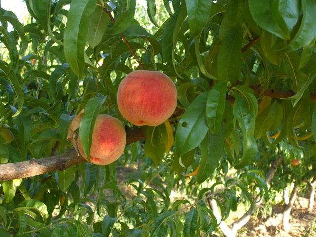 peach1871.jpg