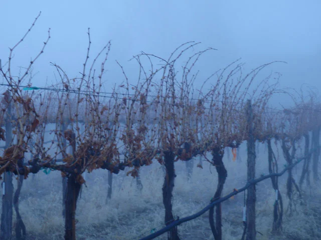 grapes1250076.jpg
