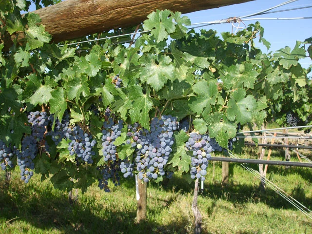 grapes1899.jpg