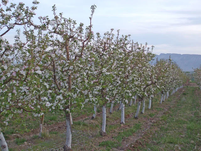 apples1462.jpg