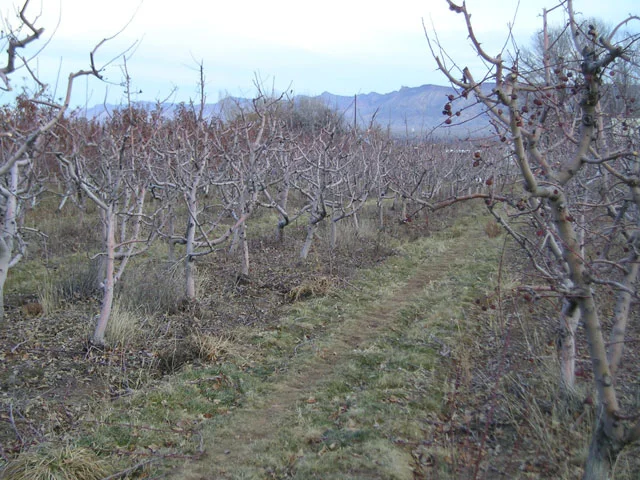 apples10047.jpg