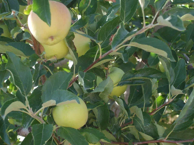apples1828.jpg