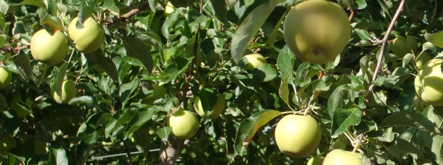 apple_banner1.jpg