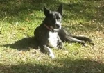 Dog 2016.jpg