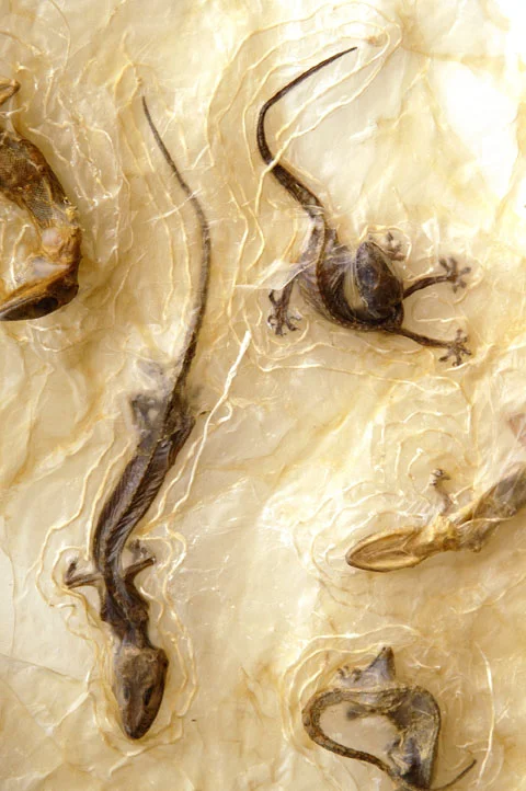 Ripplesdet copy 2.JPG