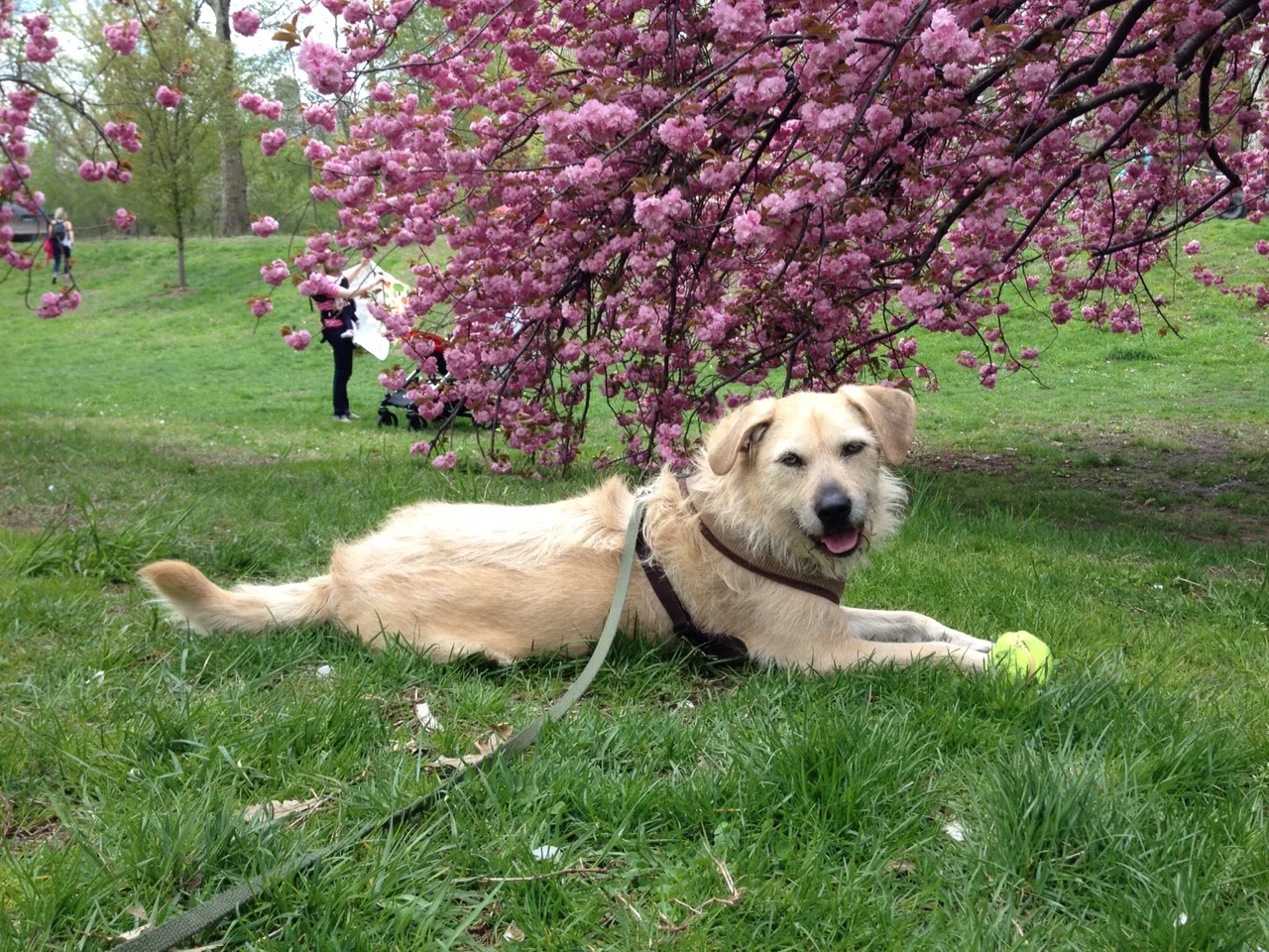 Ruby the Portuguese Podengo: Personal Trainer and Lifestyle Coach