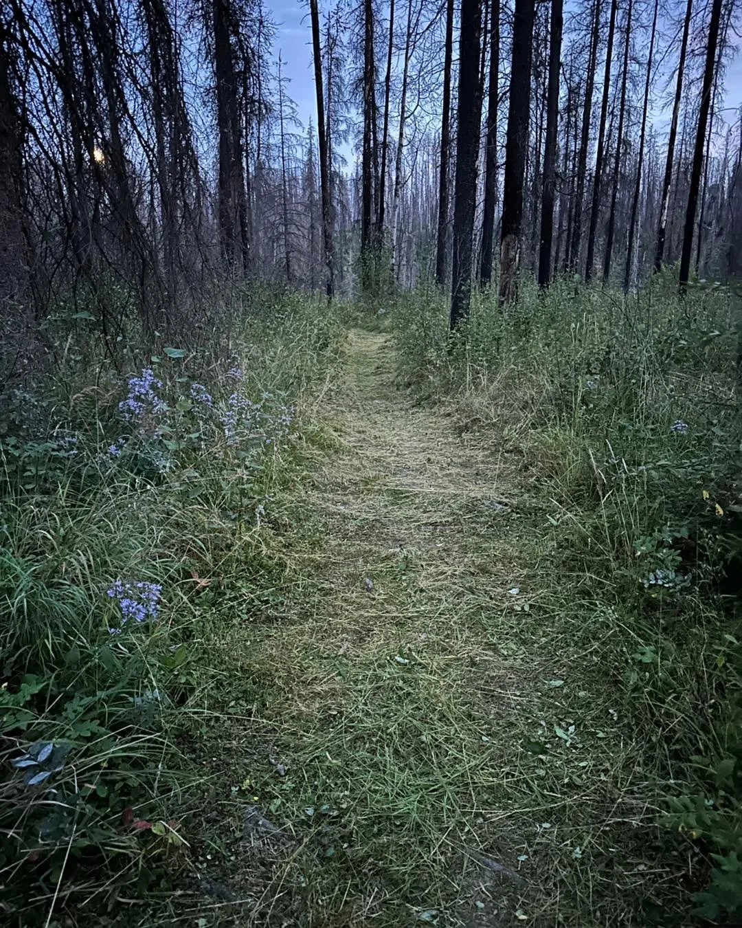 Austin&rsquo;s, Root 66, Root Canal, Flying Squirrel, apex, and Sting Again all got a haircut last night! 
Thanks everyone who put time in!